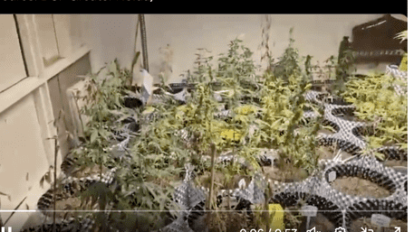 Man Grows ‘Ganja’ In Flat To Sell On Dark Web In Noida| VIRAL VIDEO
