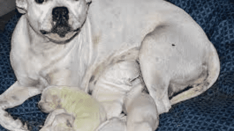 Mississippi Pit Bull Delivers Rare Green Puppy: Named Shrek’s Fionas | WATCH