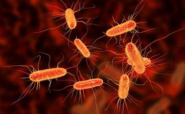 E. Coli Outbreak Linked To Bagged Carrots Leaves 1 Dead, Dozens Sick