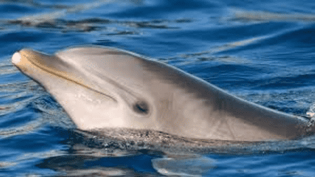 When A Dolphin Talks To Himself: Inside The Strange Sounds of Baltic’s Outcast