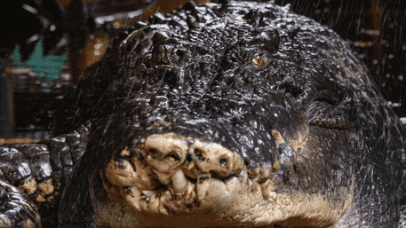 World’s Largest 18 Foot Crocodile Cassius Dies In Australia: The End Of An Era