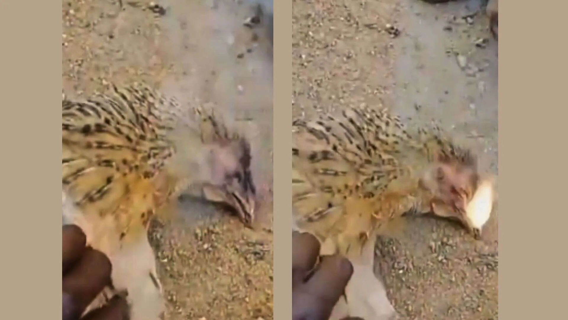 Eerie Phenomenon in Karnataka Village: 12 Chickens Mysteriously Die, Breathe Fire
