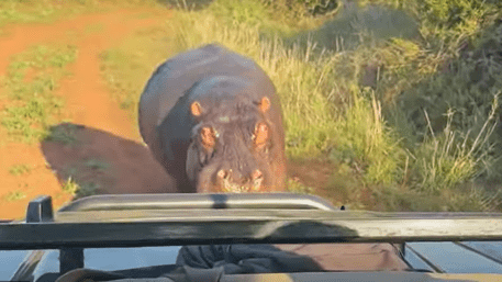 Angry Hippo Chases Safari Jeep In South Africa: Terrifying Video Goes Viral! | WATCH