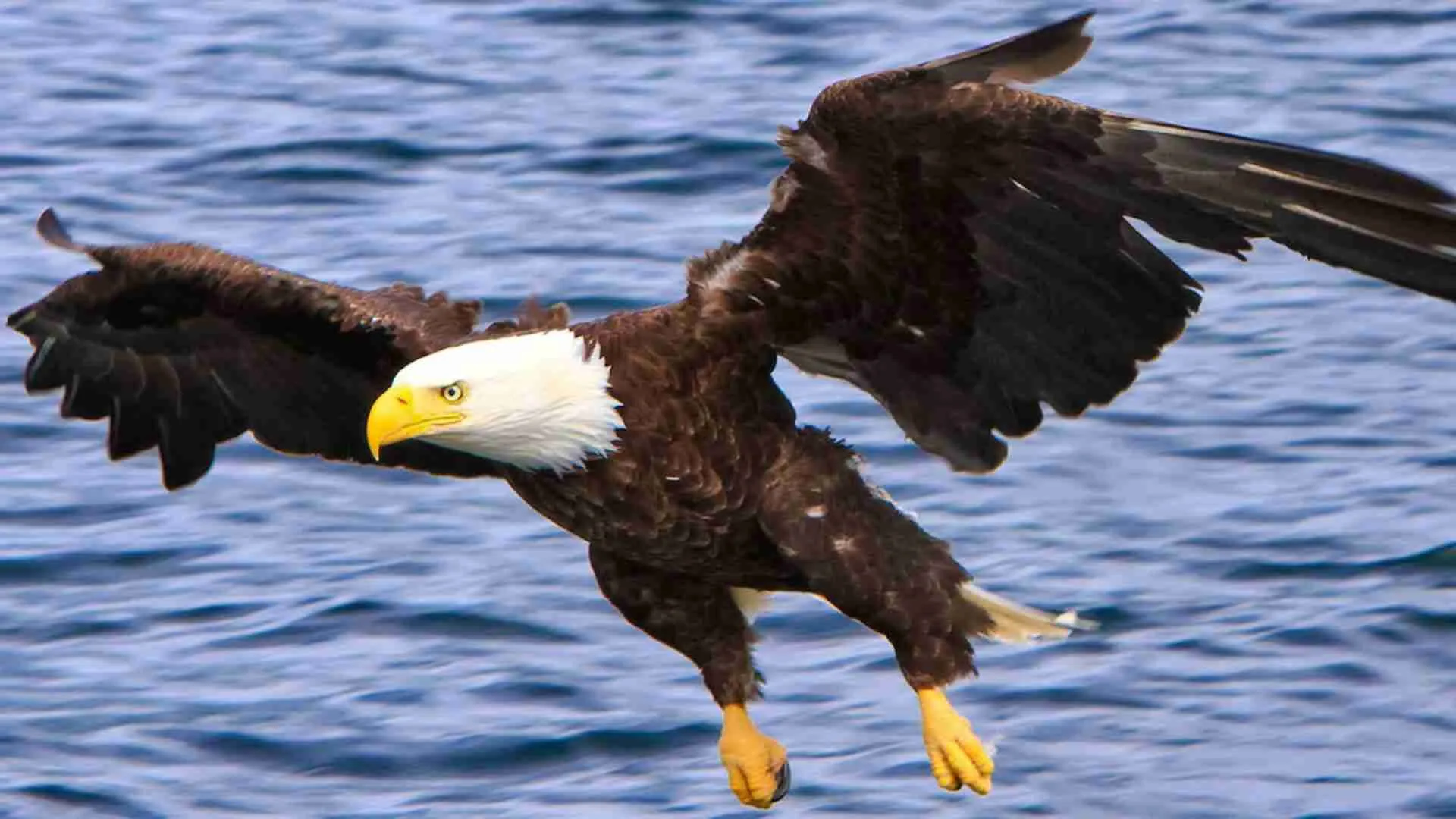 Bald Eagle Officially Recognized As National Bird Of The U.S.