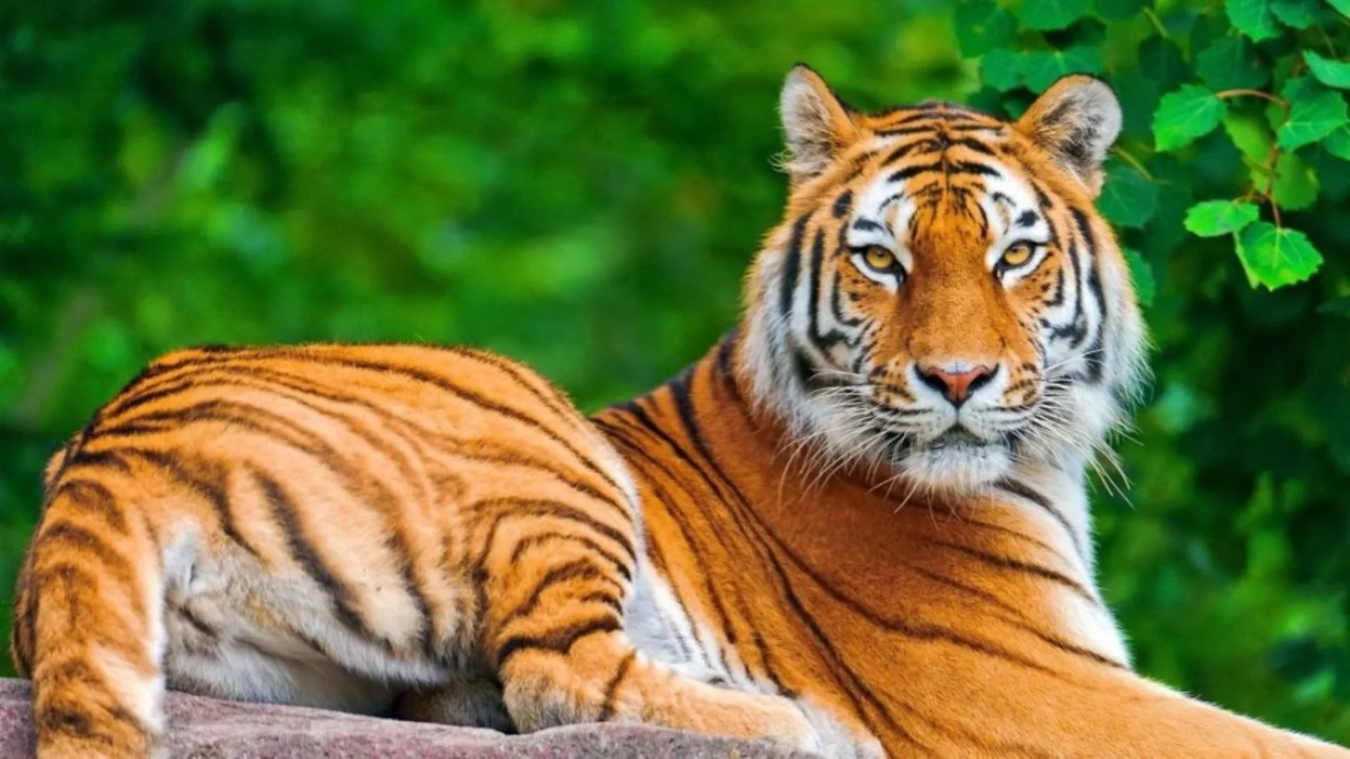 Bird Flu Strikes Washington Sanctuary, Killing 20 Big Cats Amid Growing Outbreak