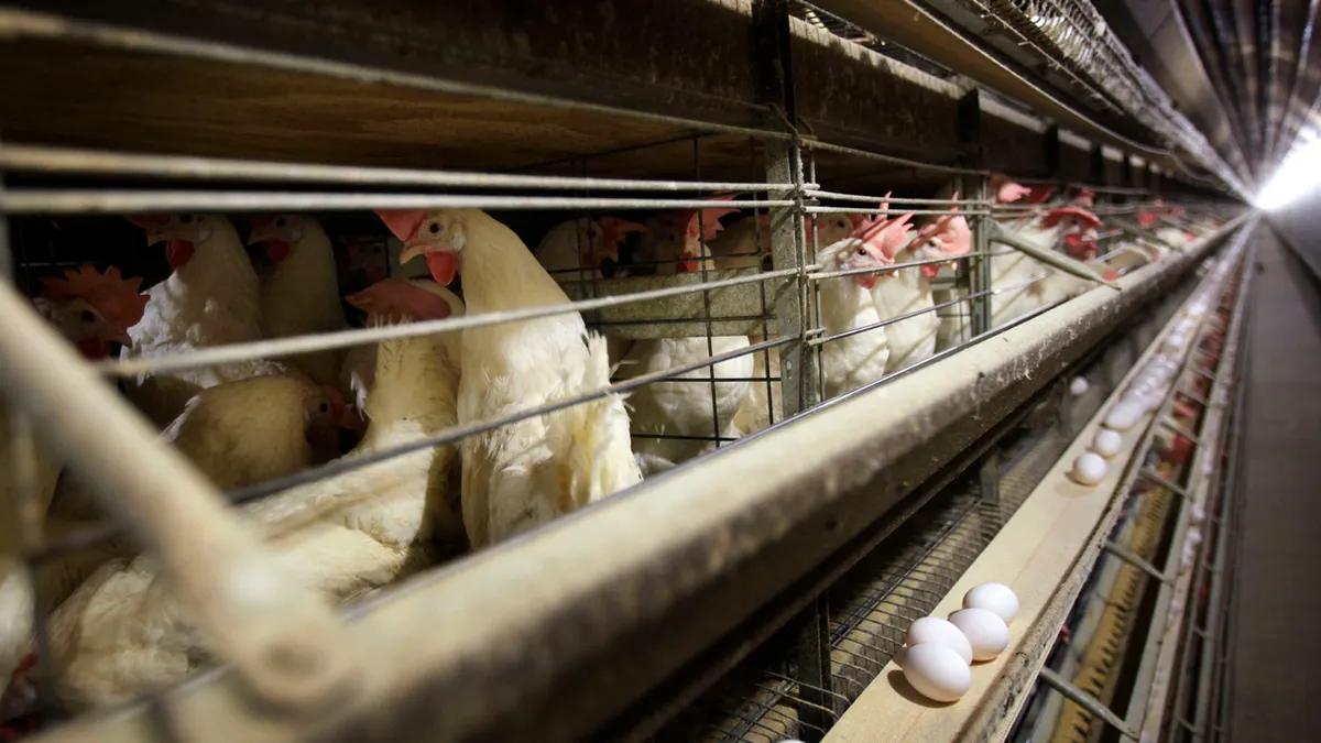 California’s Bird Flu Crisis: A Growing Threat to Livestock and Public Health