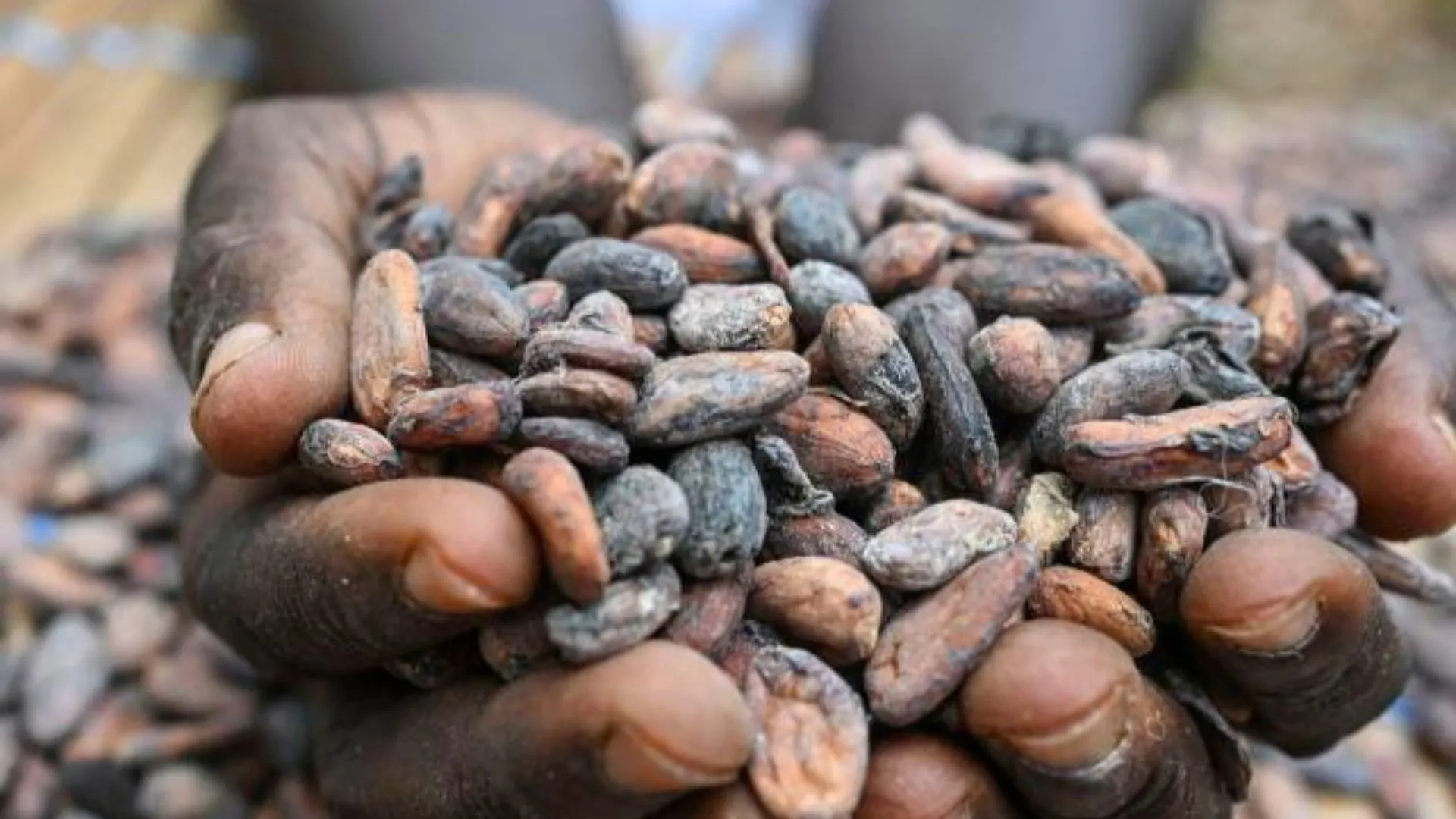 Cocoa Prices Hit Record Highs, but China’s Demand for ‘Gold Beans’ Stays Robust