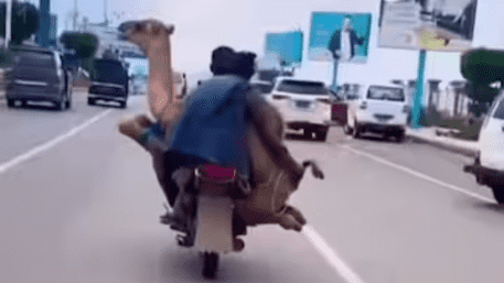 Epic! Camel Takes A Joyride On Bike Through Bustling Market | WATCH
