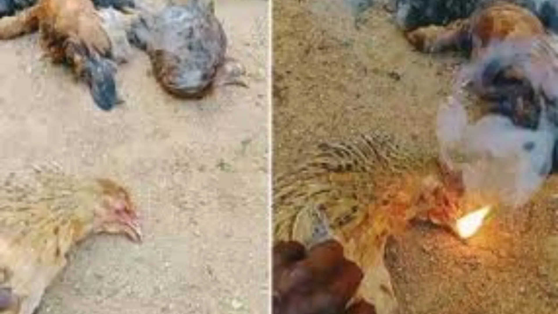 ‘Fire-Breathing Chickens’ Found Dead In Karnataka Village, Dead Chickens Emit Flames | WATCH