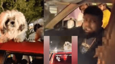 ‘Hari Likes Risks’: Bengaluru Man Drives With 3 Dogs On Car Roof And Abuses People | WATCH