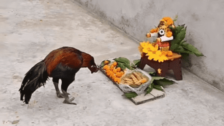 Hen Bows To Lord Jagannath Idol, Netizens Chant ‘Jai Jagannath’ | WATCH