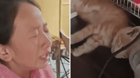 Heroic Kid Saves Freezing Cat Using Hair Dryer Goes Viral | WATCH