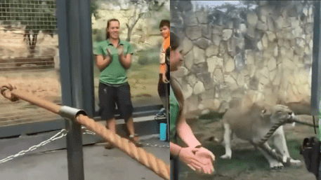 Human Strength Faces Off Against Lioness Power In Tug-of-War | WATCH