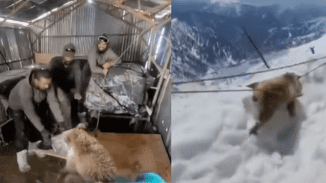 Indian Army’s Brave Act’: Bear Cub Trapped In Snowy Terrain Rescued!