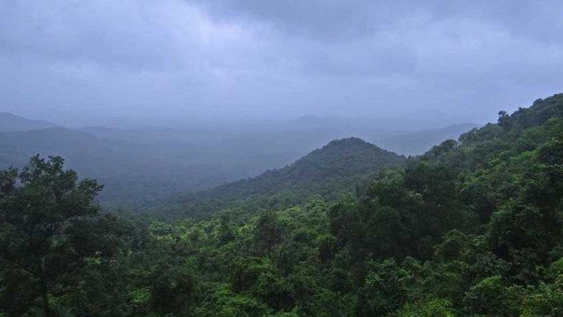 India’s Forest and Tree Cover Reaches 25.17 Percent of Total Area