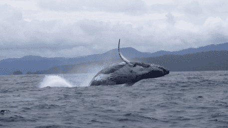 Male Humpback Whale Swims Over 13,000 KM In Search Of A Mate