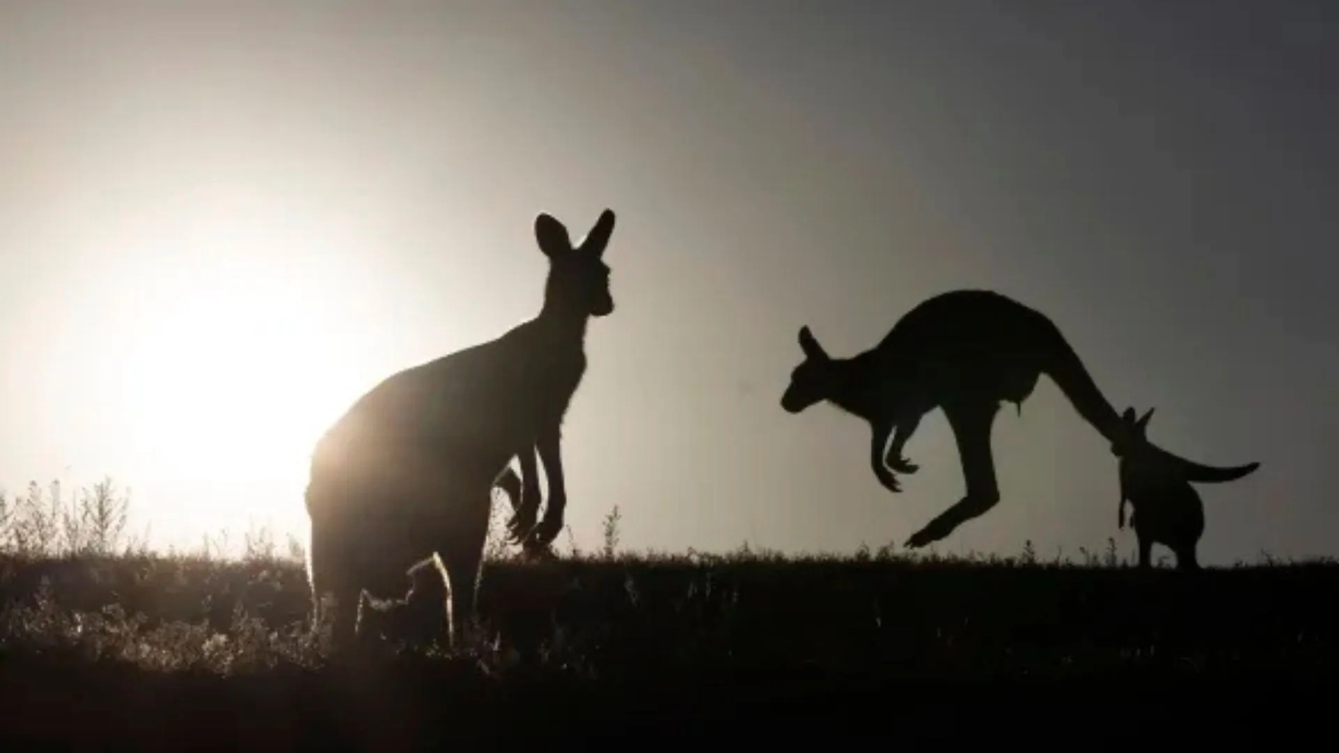 Man Arrested for Shooting 98 Kangaroos in New South Wales Animal Cruelty Case