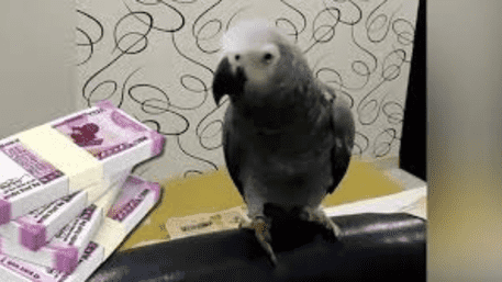 Missing Parrot, Rs 1 Lakh Reward For Finding UP Man’s Beloved Pet