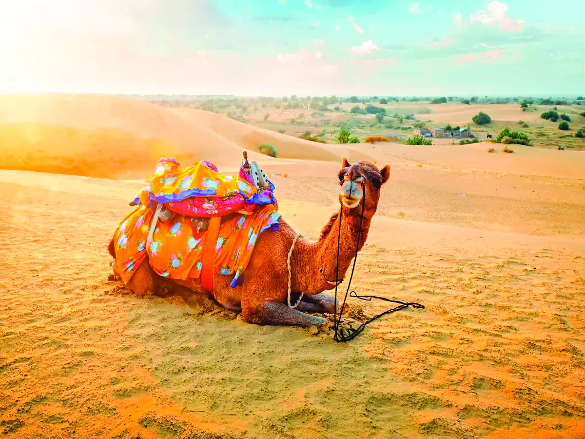 Where Wings Meet Wilderness – The Symphony of India’s Desert National Park