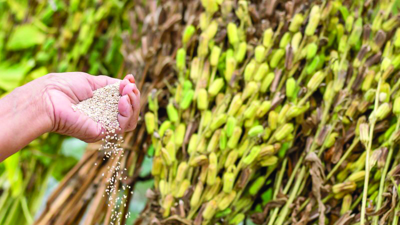Seeds of memory – A generational journey through Rajasthan’s winter harvest