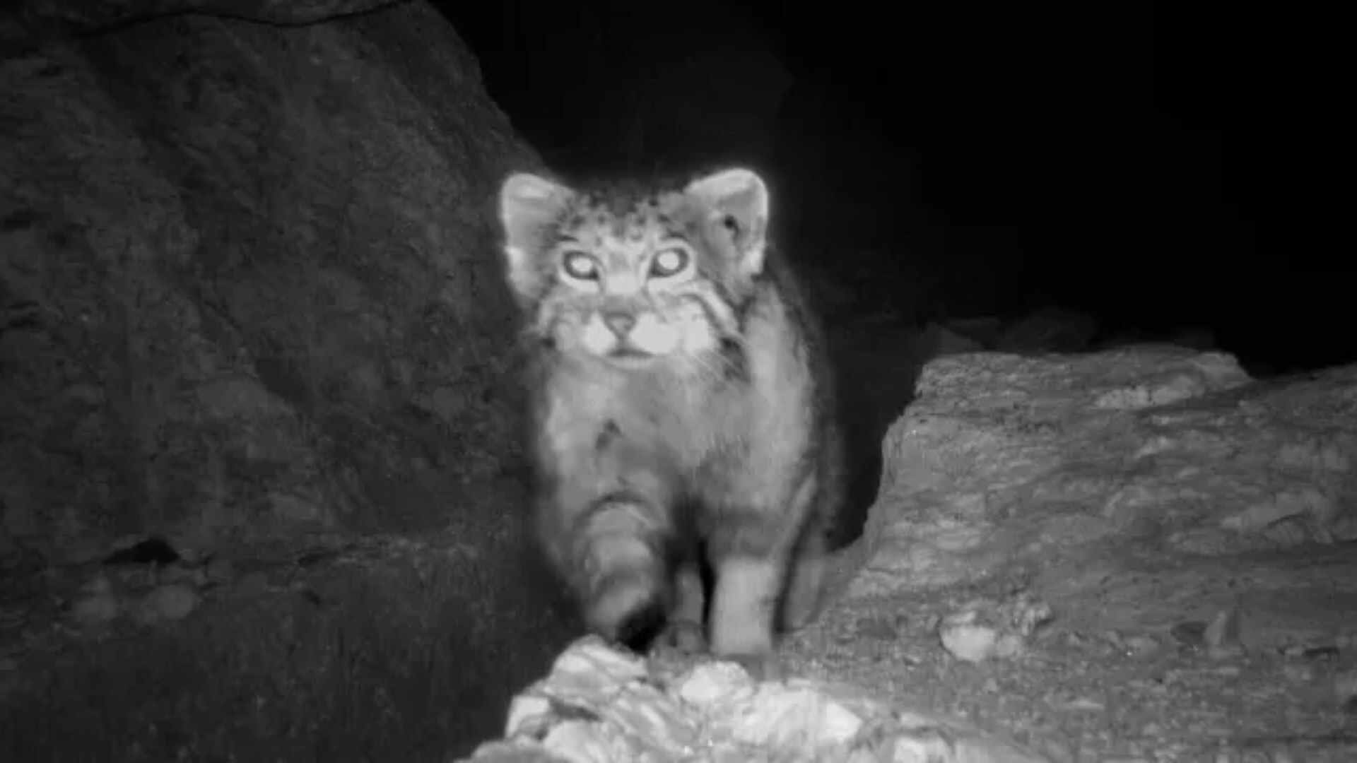 Pallas’s Cat Spotted in Himachal Pradesh for the First Time | SEE HERE