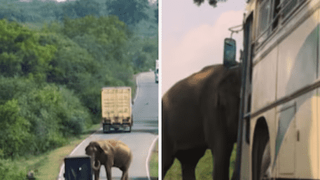 Raja the Elephant Collects ‘Food Tax’ In Sri Lanka | WATCH