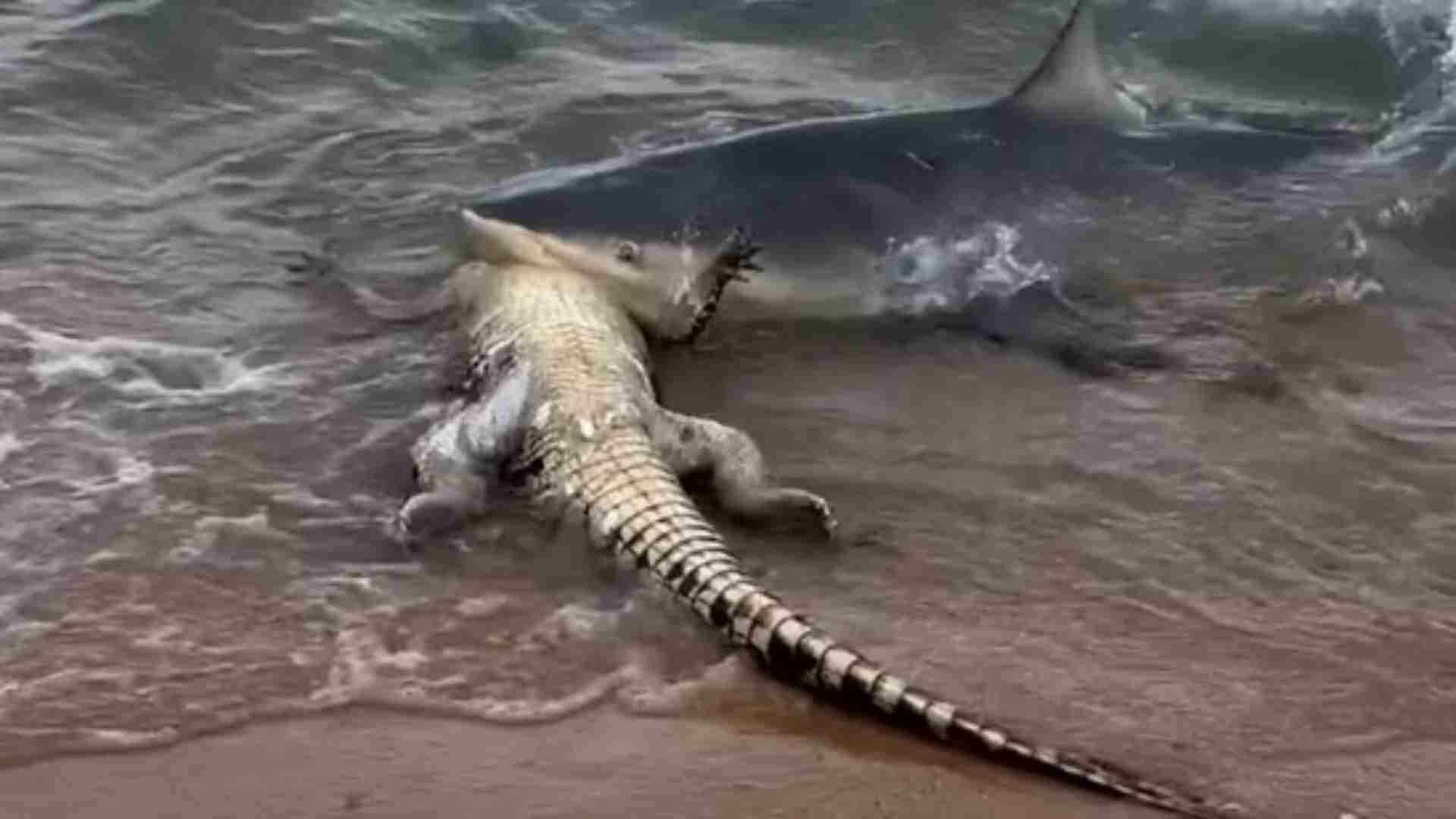 Shark Devours Crocodile In Australia, Beachgoers Stunned | WATCH