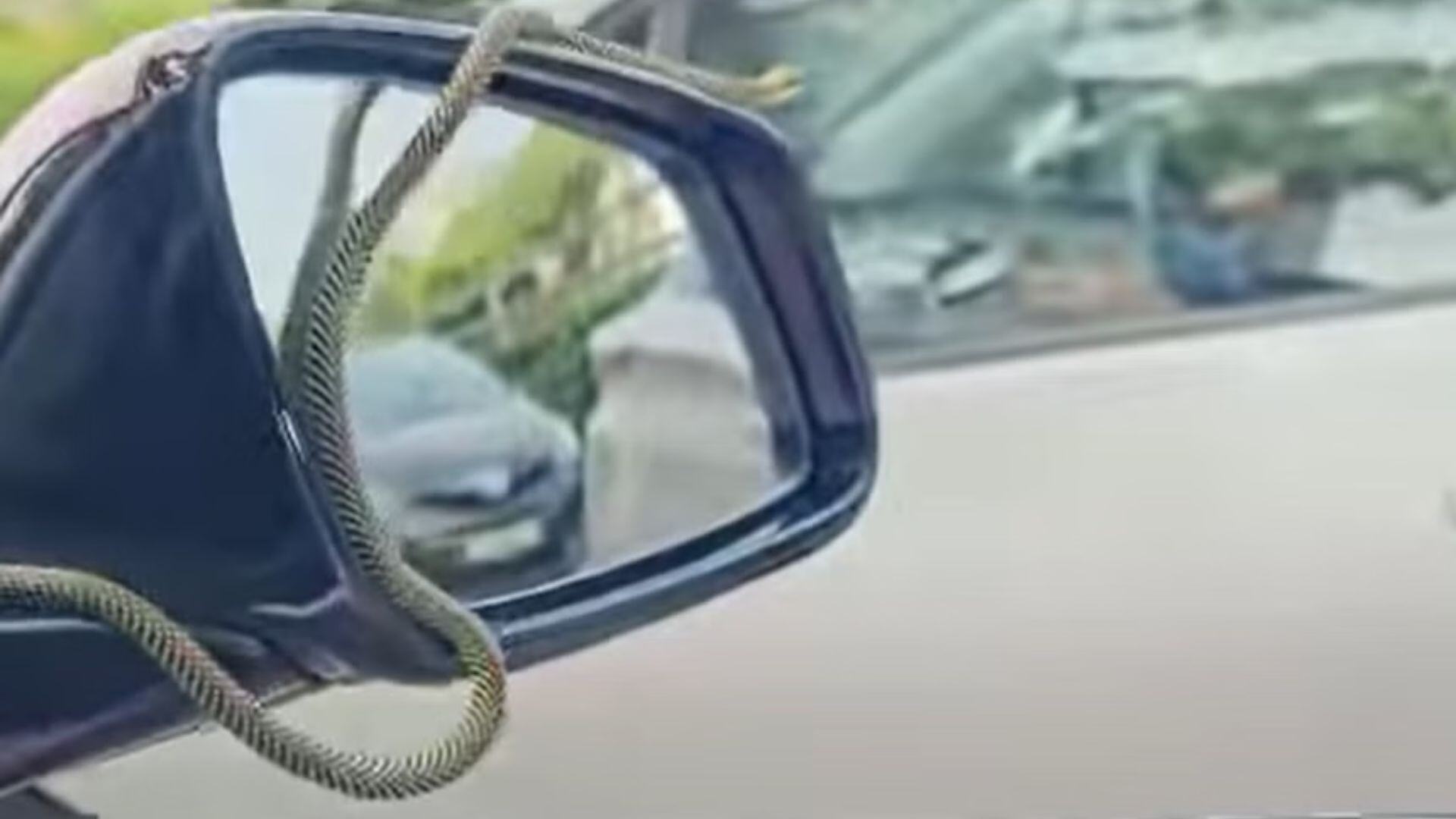 Singapore: Snake Hitches a Ride on Car’s Side-View Mirror | WATCH