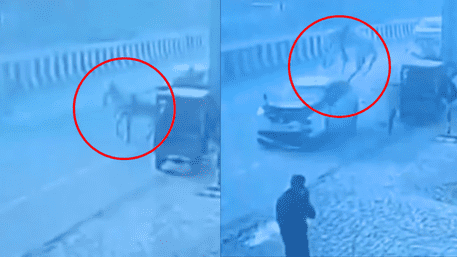 Speeding Car Launches Horse 10 Feet In Air, 5 Seriously Injured | WATCH
