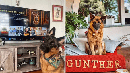 The 0 Million Dog: Gunther VI, Richer Than Most Humans