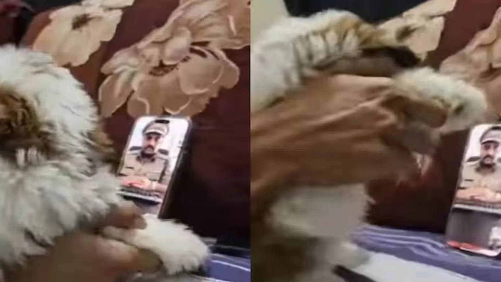 This Is How Mumbai Man Uses His Puppy To Fool Scam Caller Posing As Police | WATCH
