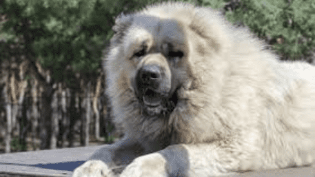 This Dog Cost More Than An SUV, Rs 60,000 Monthly Lifestyle, His Cost Is…