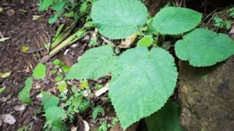 This Gympie-Gympie Australian Plant  Could Leave You In Agony for Months: Here’s Why