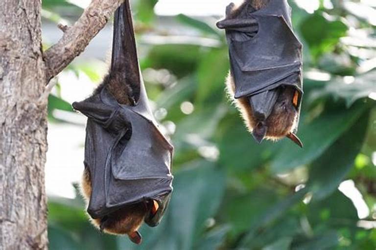 Deadly Mistake: US Men Die Using Bat Guano to Fertilize Cannabis