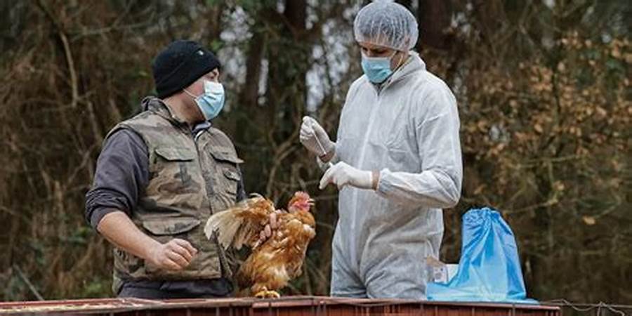 How America Lost Control of Bird Flu, Risking Future Pandemic
