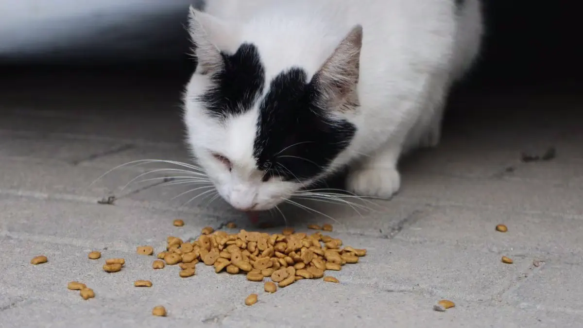 Cat Dies from Bird Flu After Eating Infected Frozen Food as H5N1 Spreads in 8 U.S. States