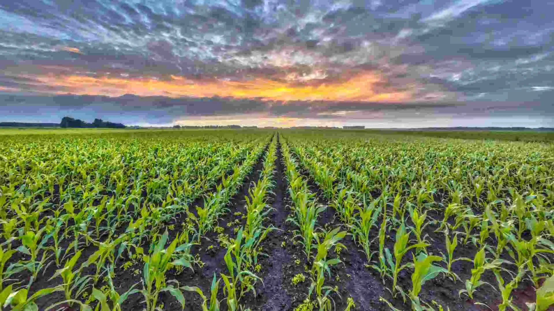In a first in India, Haryana guarantees MSP to 24 crops
