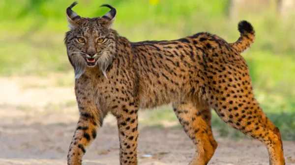 Conservation Efforts Revive Iberian Lynx Population to Over 2,000