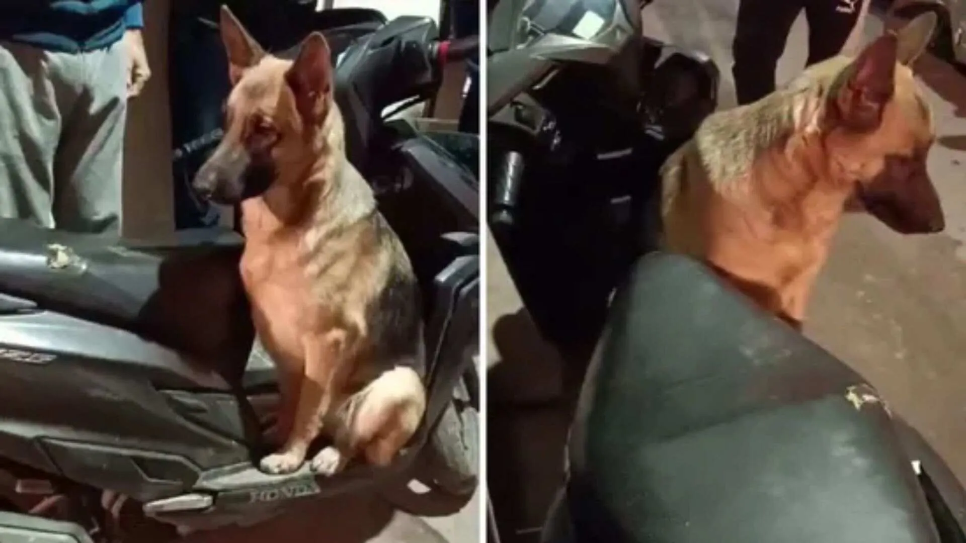 Abandoned German Shepherd waits 8 hours in Delhi market, rescued and named ‘Swiggy’