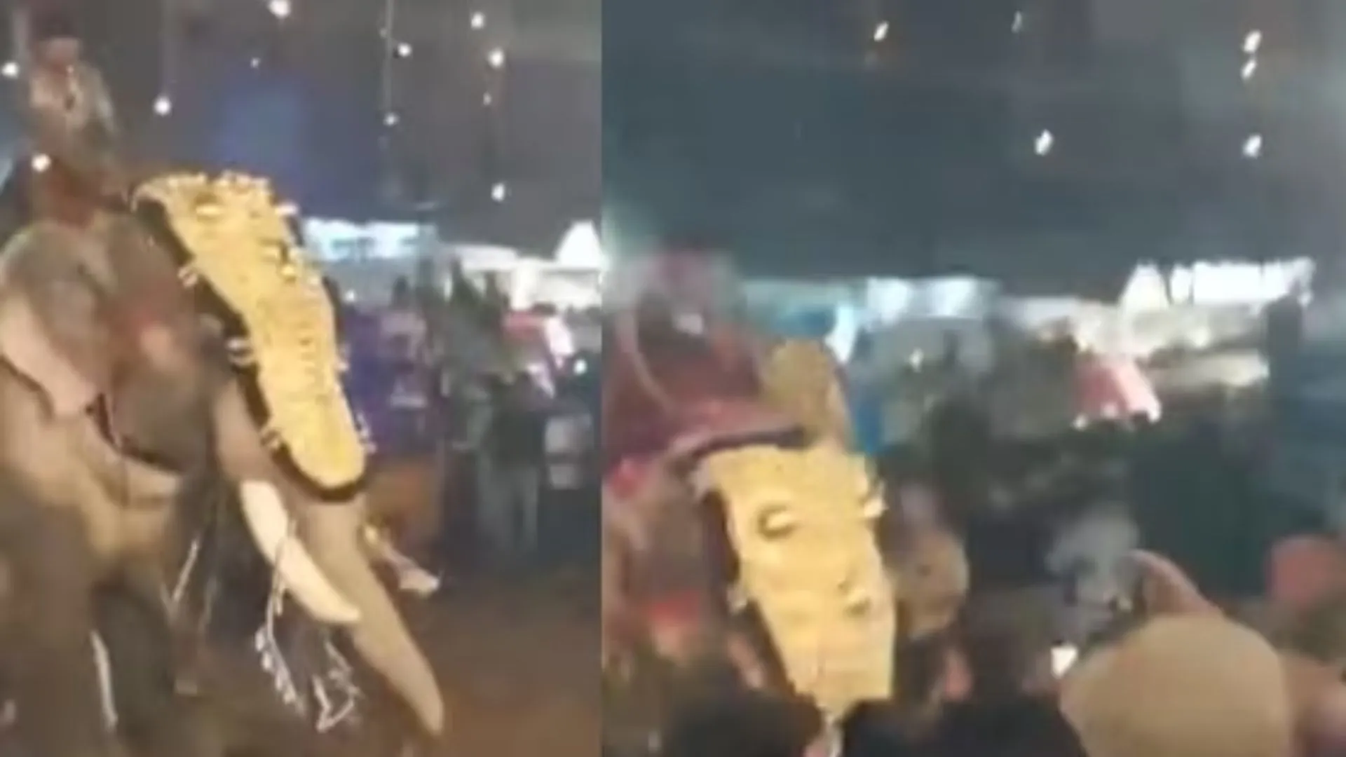 Elephant Tosses Man Into Air During Kerala Temple Festival | WATCH