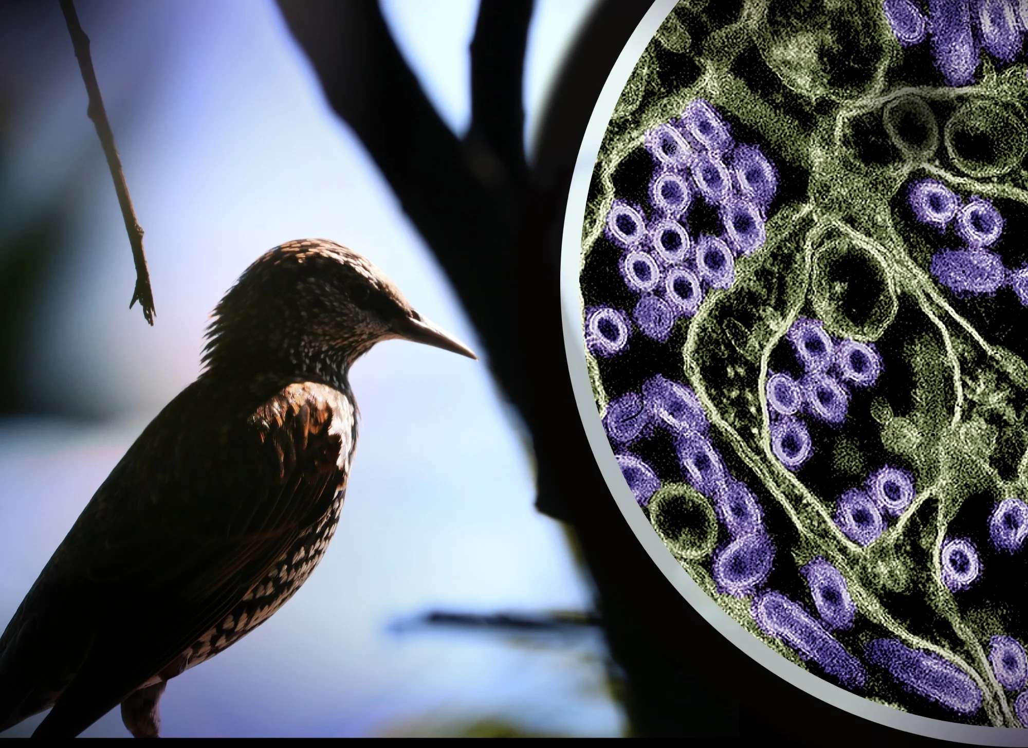 New Study: H5N1 Strains in Cattle Linked to Milder Human Illness, But Vigilance Remains Key