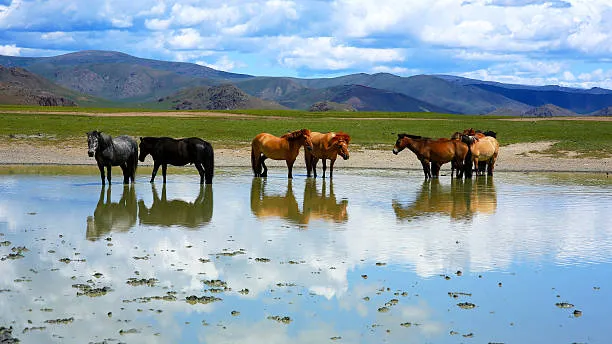 H5N1 Bird Flu Spillover to Horses: A New Threat Emerges
