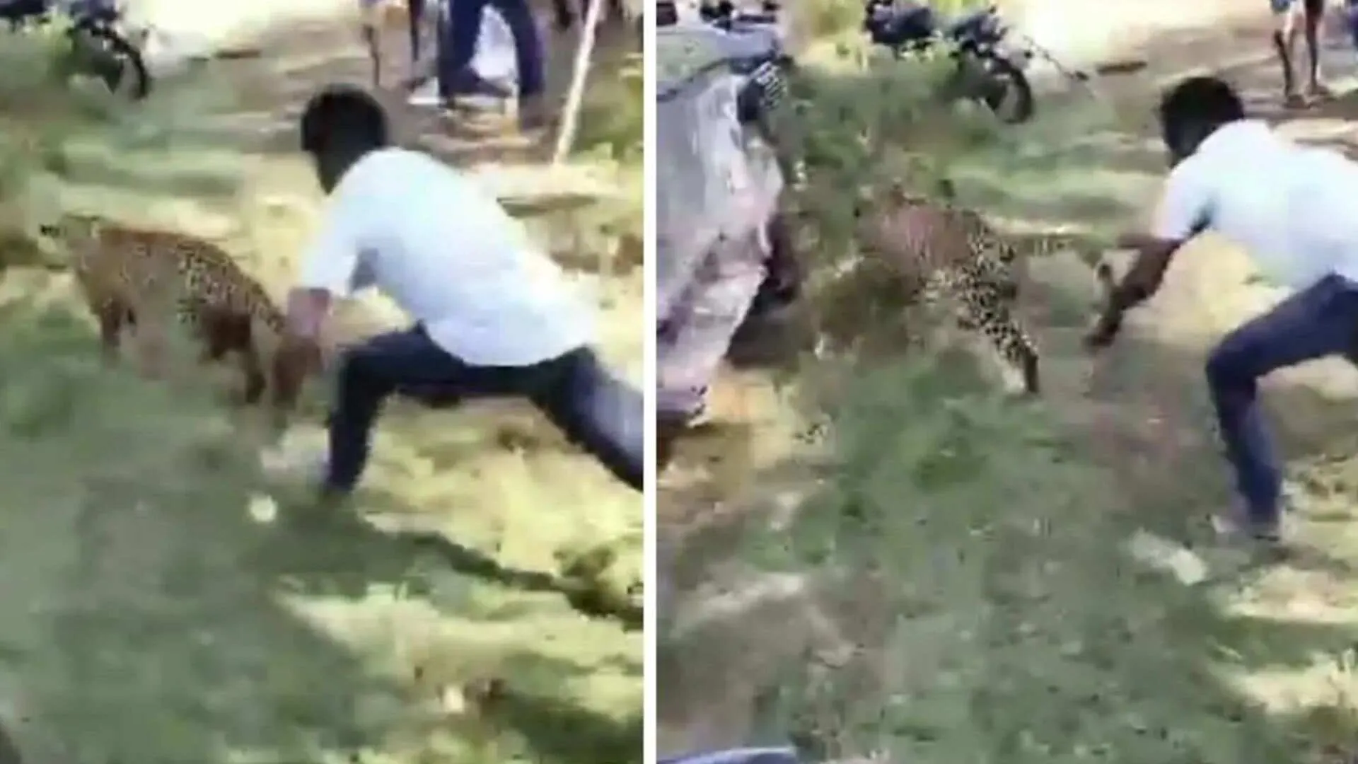 Heroic Villager Grabs Leopard by Tail, Saving Villagers | WATCH