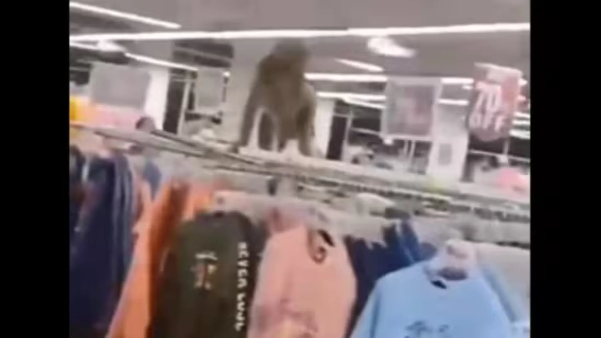 Jhansi Mall Chaos: Monkey Attacks Woman, Sends Shoppers Running | WATCH