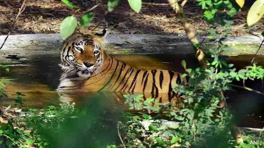 Nagpur Zoo Bans Chicken For Wildlife Amid Avian Flu Fears: What’s Next?