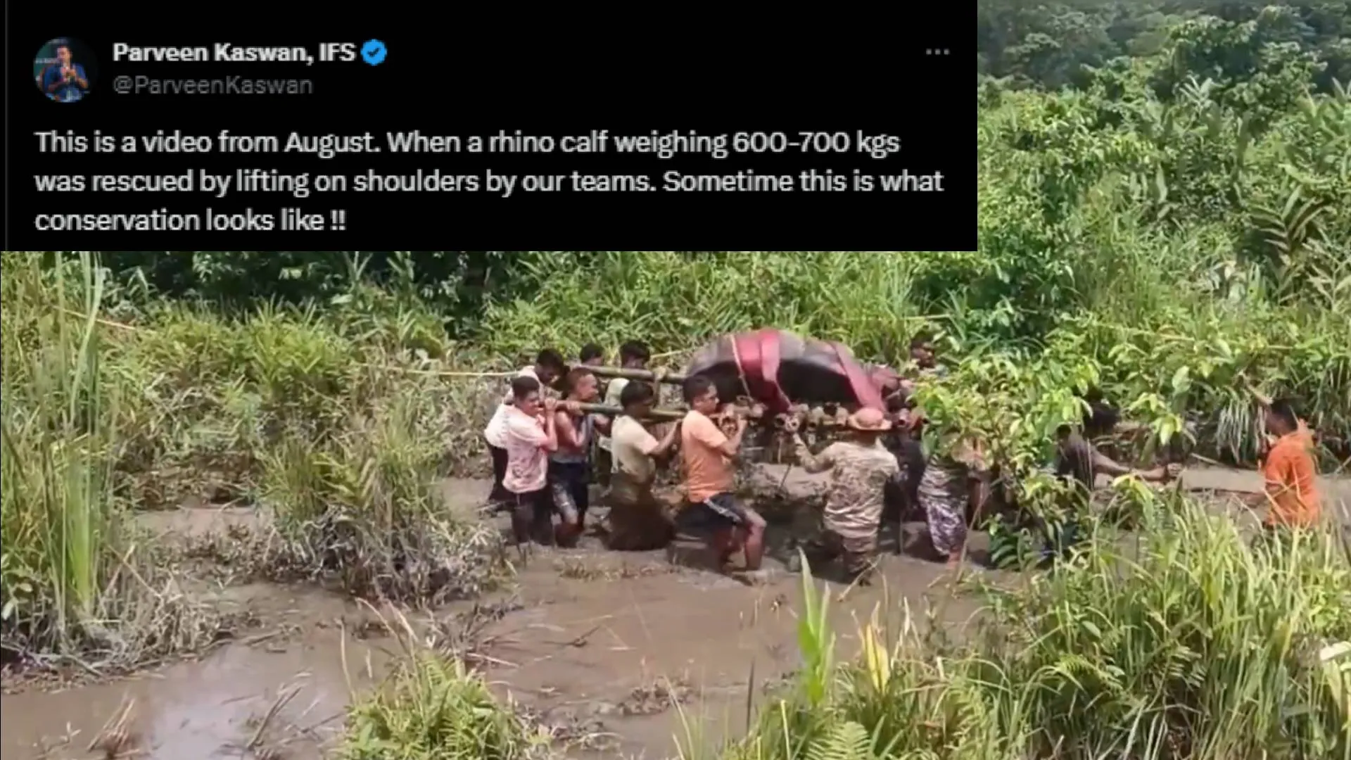 Watch: Forest Officials Heroically Rescue 700kg Rhino Calf, Video Goes Viral