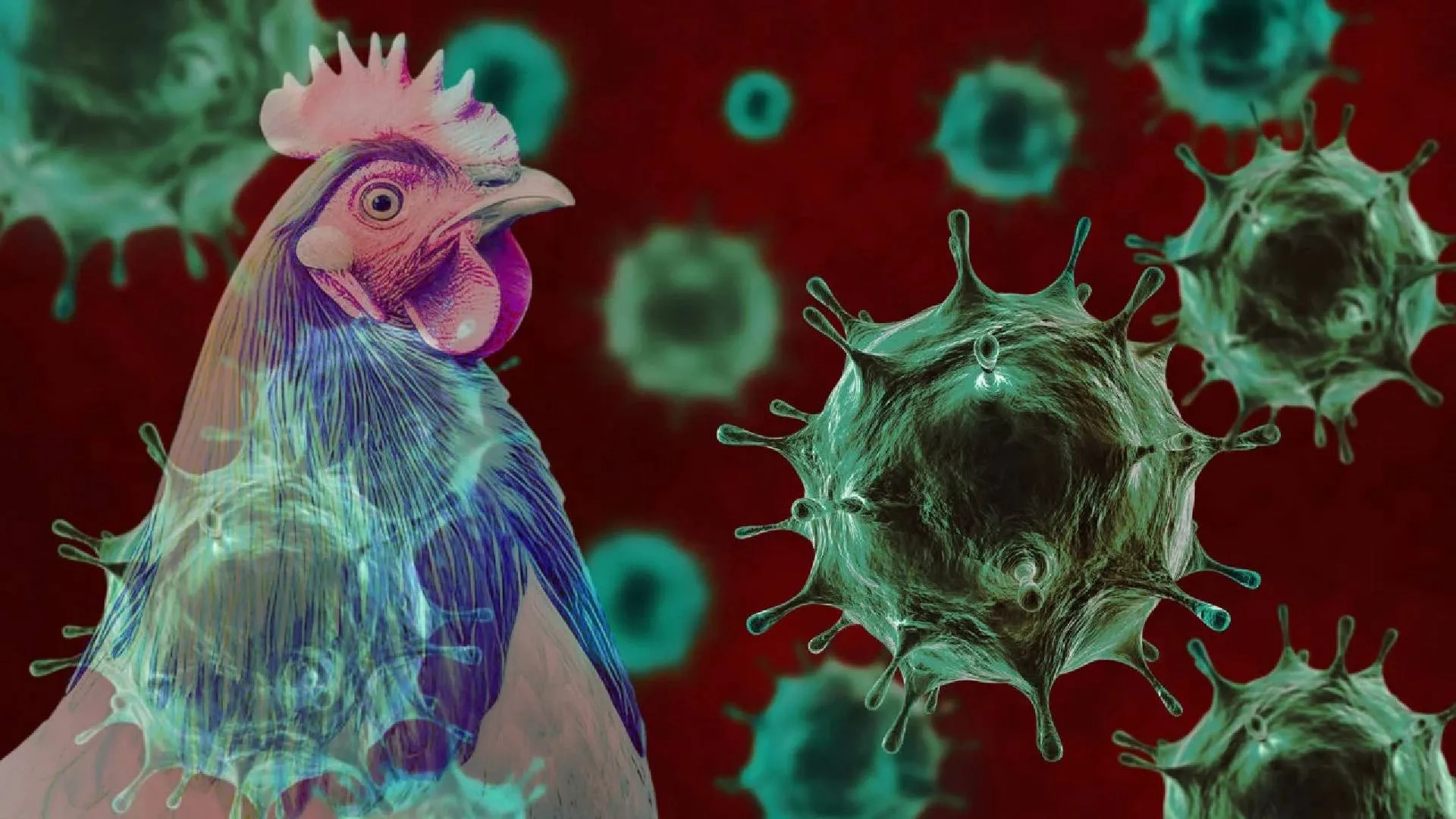 U.S. Allocate 6 Million to Strengthen Bird Flu Monitoring and Prevention