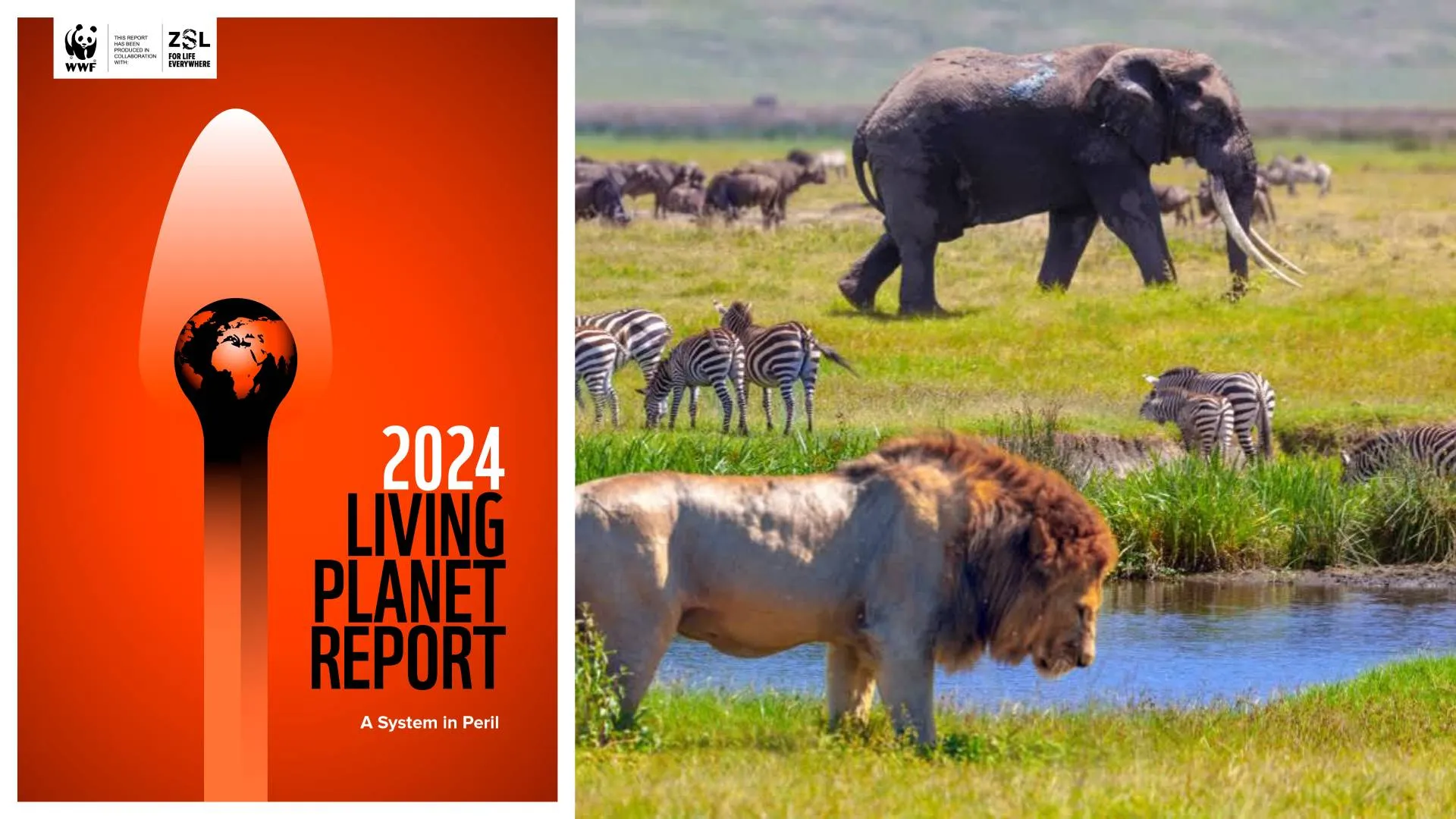 Living Planet Report 2024: 73% Decline in Wildlife Populations Over 50 Years