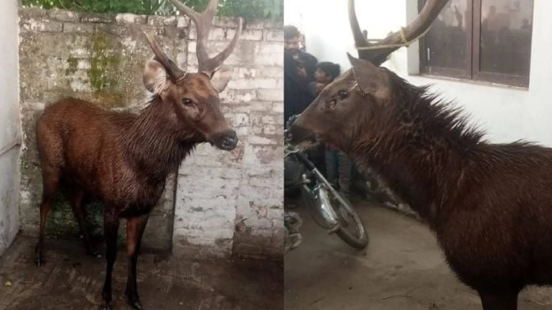 Indian Deer Rescued in Lahore After Crossing the Border
