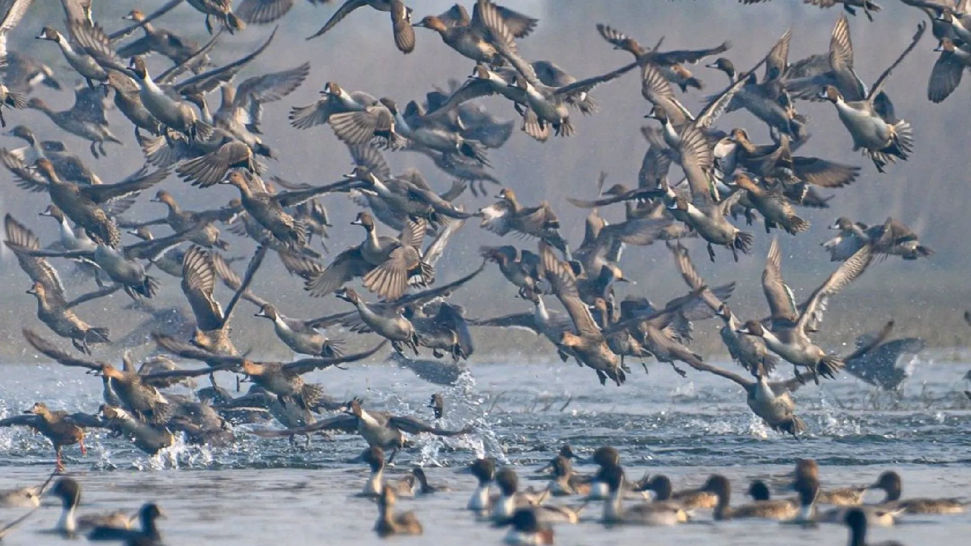 Asia Bird Census Kicks Off at Sultanpur Sanctuary with Focus on Conservation
